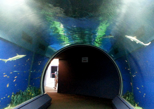 水槽のトンネル